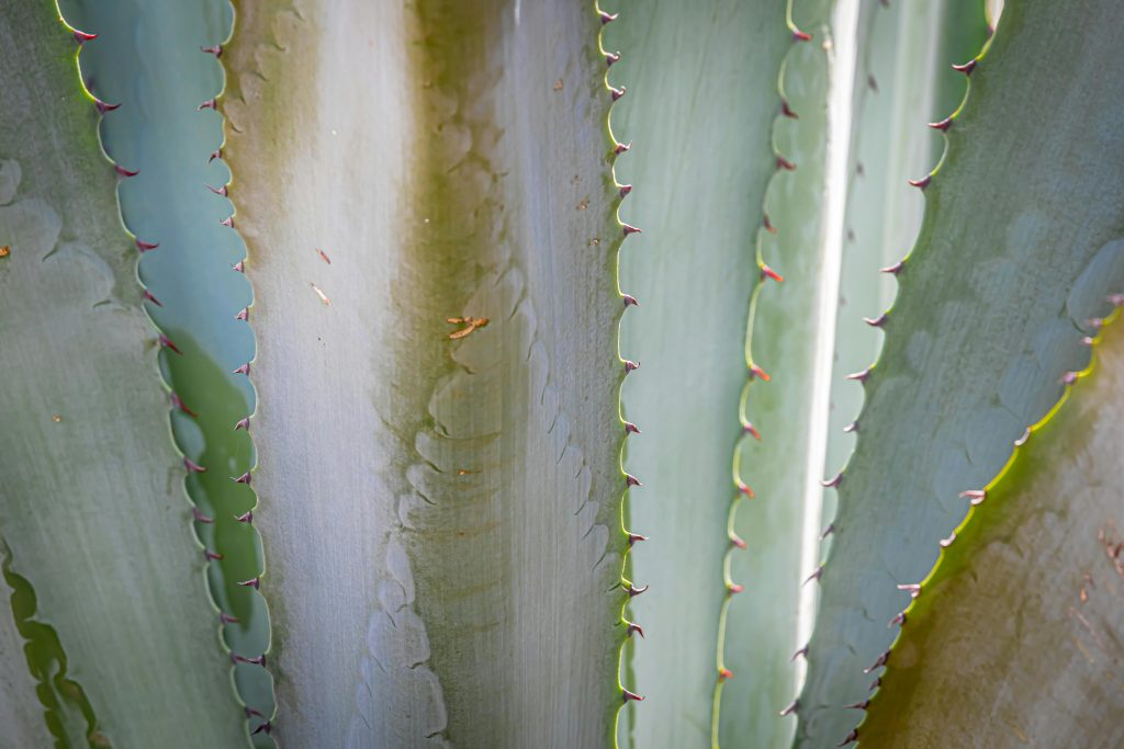 Los 10 Boxeadores Mexicanos que Transformaron la Historia del Boxeo 2